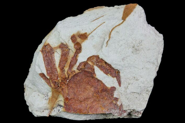 Partial Fossil Pea Crab (Pinnixa) From California - Miocene #85312